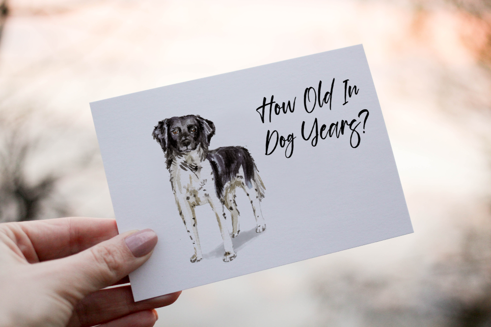 Stabyhoun Dog Birthday Card, Dog Birthday Card